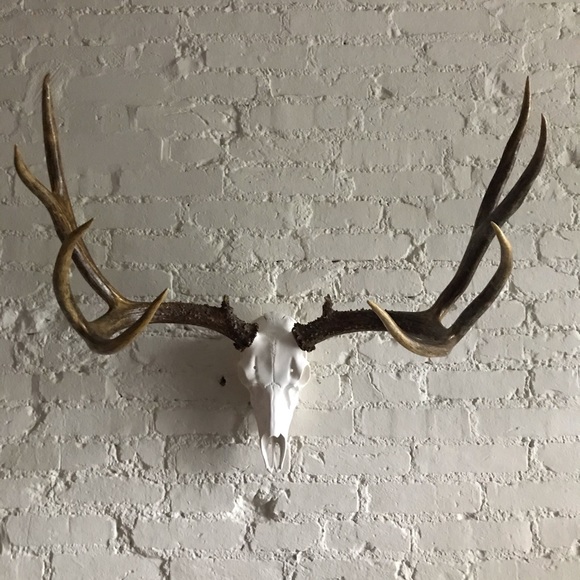 Fallow and Axis Deer Mount - Picture 11 of 12